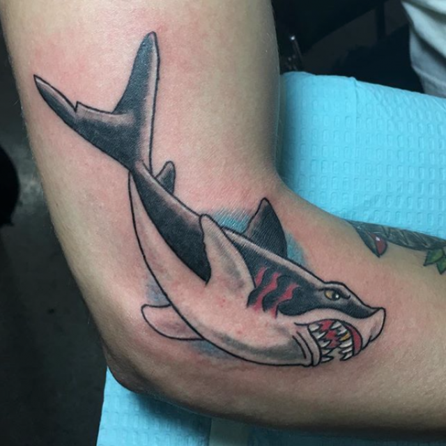 shark, aquatic, fish are friends